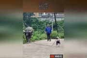 摩尔庄园手游教程之如何成功偷牛