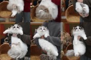 玩转猫咪基因游戏（解锁奇妙基因组合，打造最强猫咪团队！）