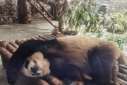 《猫和老鼠手游》熊猫谷攻略（探索熊猫谷地图，体验多样玩法）