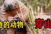 《穿山甲钻洞游戏攻略大揭秘》（掌握关键技巧，成为穿山甲钻洞大师！）