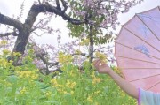 探寻洛阳花海，品味侠客浪漫（洛阳赏花攻略，畅游花海之都）
