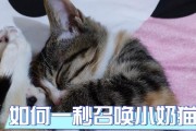 《以诱捕猫游戏攻略大全》（亲身体验！轻松掌握游戏技巧，成为猫界捕食之王！）